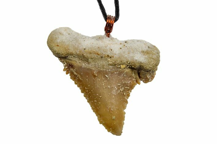 1.2" Fossil Shark (Palaeocarcharodon) Tooth Necklace -Morocco